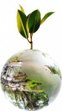 Chiarella Deutschland_Nachhaltigkeit-Mangrove